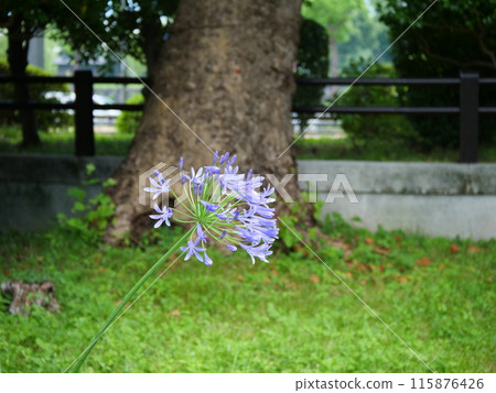 百子蓮與紫色的花朵 115876426