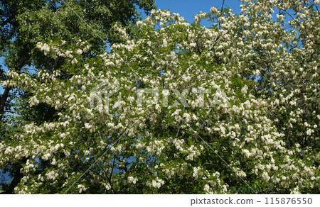 Robinia false acacia, or Robinia false acacia, or Robinia pseudoacacia, or Robinia common or erroneous - White acacia blooming in early summer Robinia false acacia, or Robinia false acacia, or Robinia pseudoacacia, or Robinia common or erroneous - White acacia blooming in early summer 115876550