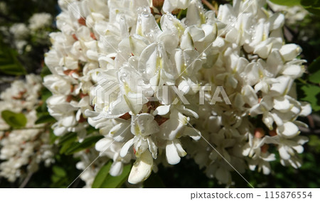 Robinia false acacia, or Robinia false acacia, or Robinia pseudoacacia, or Robinia common or erroneous - White acacia blooming in early summer 115876554