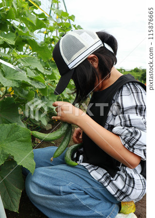Elementary school girl harvesting vegetables in the field Elementary school girl harvesting vegetables in the field 115876665