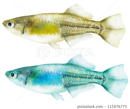 Japanese Hikari-type killifish fish body (male, two colors, gold and turquoise, realistic retouched cut-out illustration) 115876773