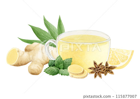 Vegan herbal tea in glass cup with ginger, lemon, spearmint and star anise illustration isolated on white. Hot healing beverage of organic ingredients against flu and cold. Hand drawn clipart 115877007