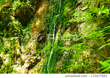 Shiga Prefecture Higashiomi City, Shiga Prefecture ... Shiga Prefecture Higashiomi City, Shiga Prefecture ... 115877061