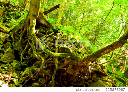 Mossy tree roots in the mountains Mossy tree roots in the mountains 115877067