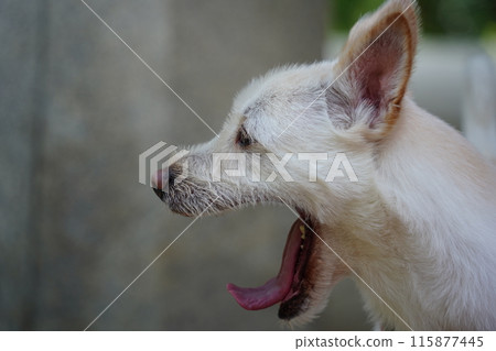 White dog with mouth open and tongue sticking out White dog with mouth open and tongue sticking out 115877445