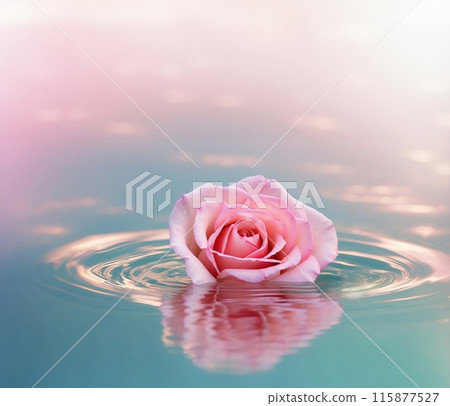 Rose flower floating on the water 115877527