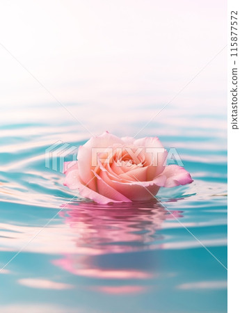 漂浮在水面上的玫瑰花 115877572