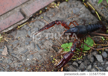 Crayfish, Ofuna Flower Center 115877598