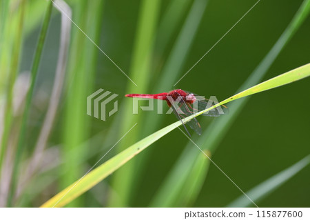 紅蜻蜓日本花園池塘 115877600