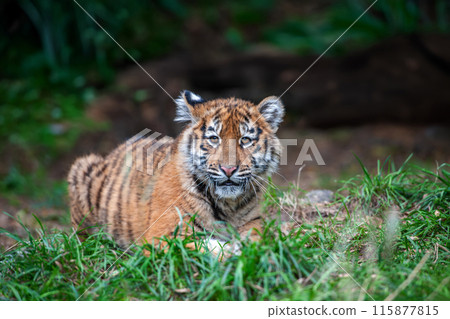 Tiger cub in the wild.  Wild cat in nature habitat 115877815