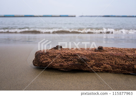漂流木在沙灘上推出 115877963