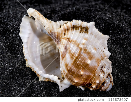 Bursa Spinosa Seashell on a black sand background Bursa Spinosa Seashell on a black sand background 115878407