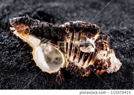 Murex indivia Seashell on a black sand background Murex indivia Seashell on a black sand background 115878415