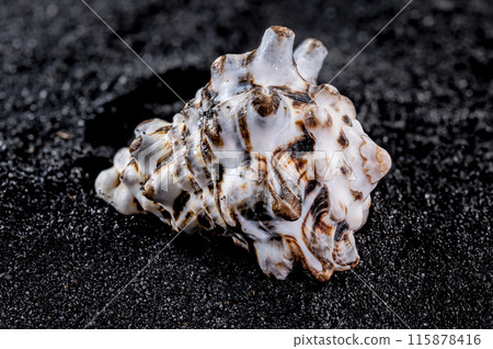 Vasum turbinellus Seashell on a black sand background 115878416