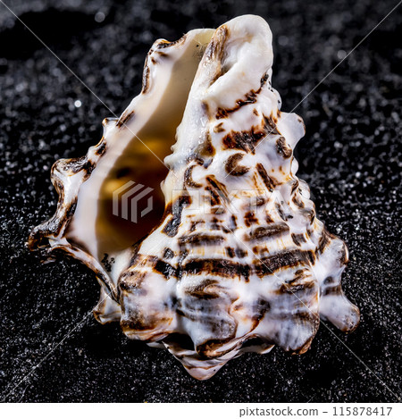 Vasum turbinellus Seashell on a black sand background 115878417