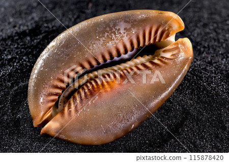 Cypraea caputserpentis Seashell on a black sand background 115878420
