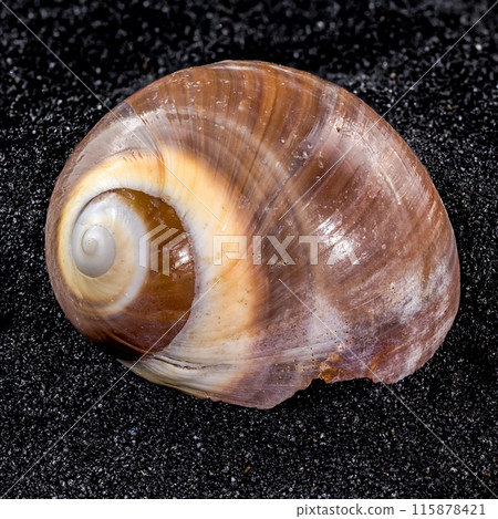 Ryssota ovum Seashell on a black sand background 115878421