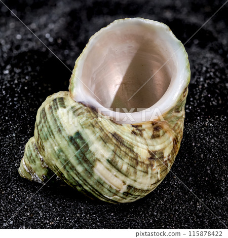 Turbinidae shell on a black sand background Turbinidae shell on a black sand background 115878422