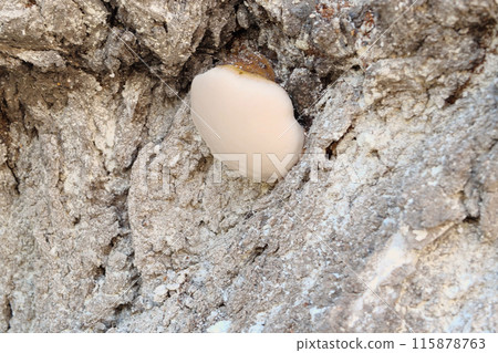 fungus on a tree trunk outdoor. Fungal disease. Close-up 115878763