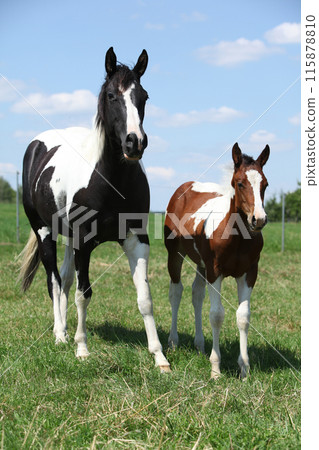 Beautiful paint horse mare with its foal 115878810