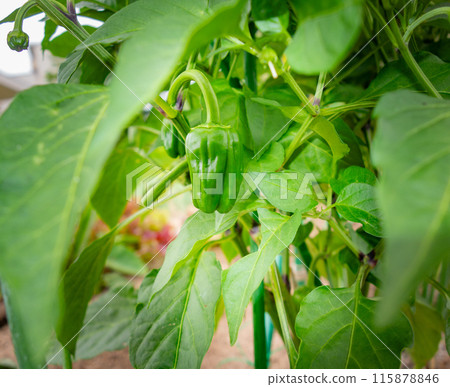 種植菜園（青椒） 115878846