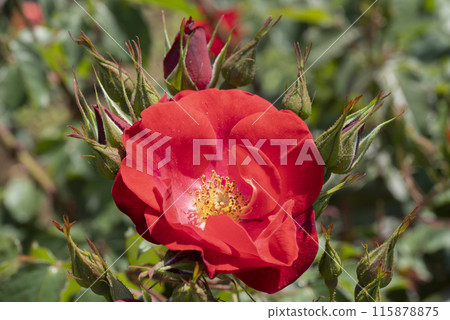Red Rose Flower Red Rose Flower 115878875