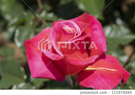 Red Rose Flower Red Rose Flower 115878880