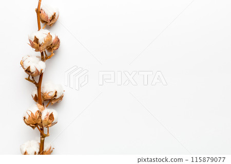 Autumn Floral composition. Dried white fluffy cotton flower branch top view on colored table with copy space 115879077