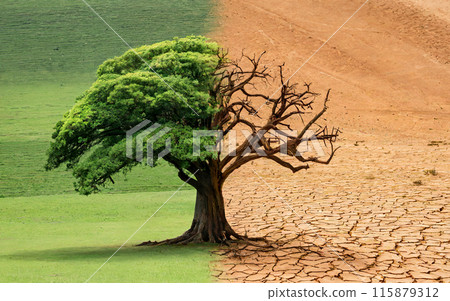 concept drought, climate change. tree before and after drought. ecology, environment, environmental protection 115879312