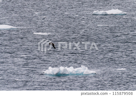 Kelp Gull flying in the Antarctic 115879508