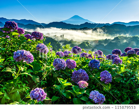 Hydrangeas blooming in Yoshiwara, Shimizu Ward, and Mount Fuji in the sea of clouds 115879553