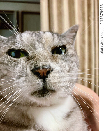 A cat staring at something 115879638