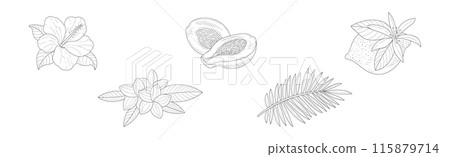 Tropical Exotic Flora and Foliage Sketch Vector Set Tropical Exotic Flora and Foliage Sketch Vector Set 115879714