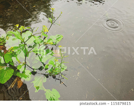 Puddle Puddle 115879815
