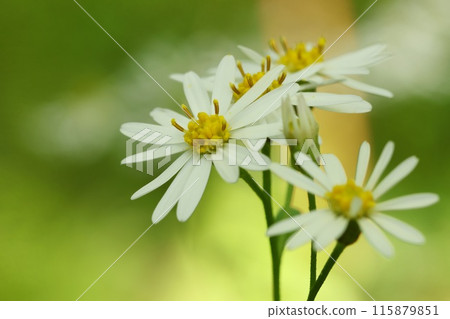 Wild chrysanthemum flower, white flower, mountain wildflower, close-up 115879851