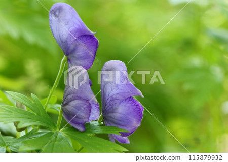 附子紫色花朵秋季野花特寫 115879932