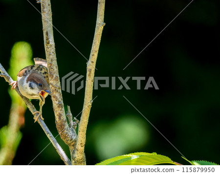 Young sparrow perched on a tree branch, copy space 115879950