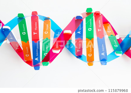 Deoxyribonucleic acid or DNA, double helix chains structure formed by base pairs attached to a sugar phosphate backbone. Deoxyribonucleic acid or DNA, double helix chains structure formed by base pairs attached to a sugar phosphate backbone. 115879968