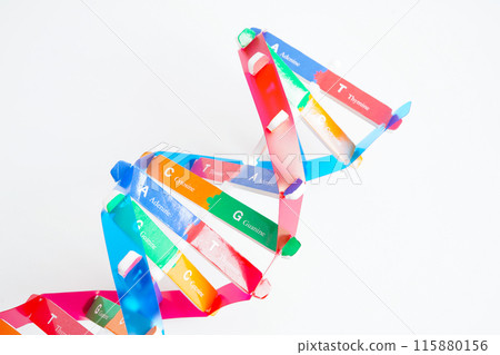Deoxyribonucleic acid or DNA, double helix chains structure formed by base pairs attached to a sugar phosphate backbone. Deoxyribonucleic acid or DNA, double helix chains structure formed by base pairs attached to a sugar phosphate backbone. 115880156