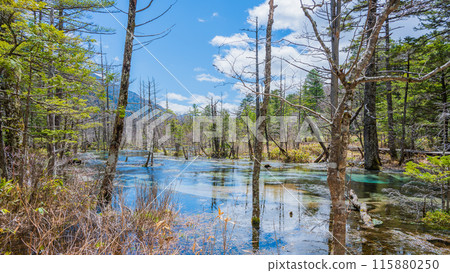 Kamikochi - The scenery of the Dakezawa Marshland created by dead trees and clear water Kamikochi - The scenery of the Dakezawa Marshland created by dead trees and clear water 115880250
