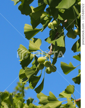 藍色的夏日天空和藍色的銀杏(銀杏枝與藍色的銀杏果) 藍色的夏日天空和藍色的銀杏(銀杏枝與藍色的銀杏果) 115880322