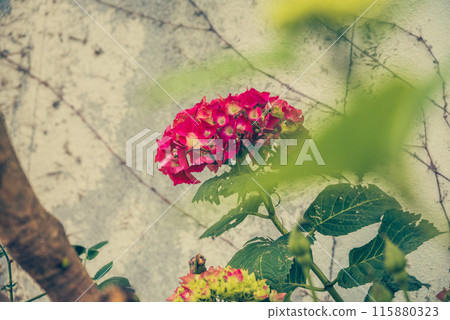 空地上盛開的繡球花【松本市】 115880323