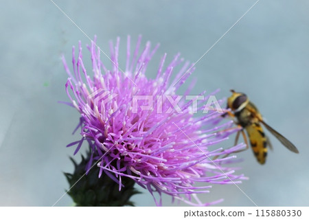 A hoverfly lands on a tamurasou flower, close-up, purple flower A hoverfly lands on a tamurasou flower, close-up, purple flower 115880330