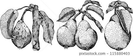 Hand drawn, engraving fresh pears. Pear outline drawing 115880403