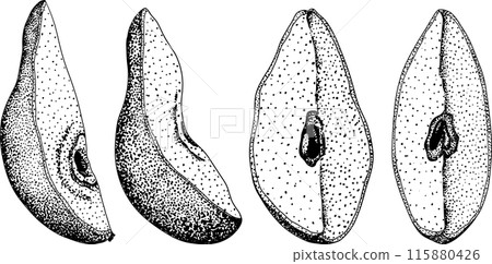 Hand drawn, engraving fresh pears. Pear outline drawing Hand drawn, engraving fresh pears. Pear outline drawing 115880426