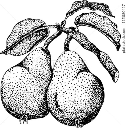 Hand drawn, engraving fresh pears. Pear outline drawing Hand drawn, engraving fresh pears. Pear outline drawing 115880427