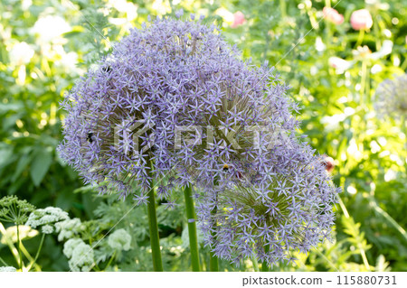 Blooming a Allium aflatunense or Ornamental Onion Blooming a Allium aflatunense or Ornamental Onion 115880731