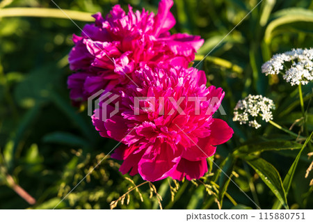 Dark pink peony flower opening its petals in the sunlight 115880751