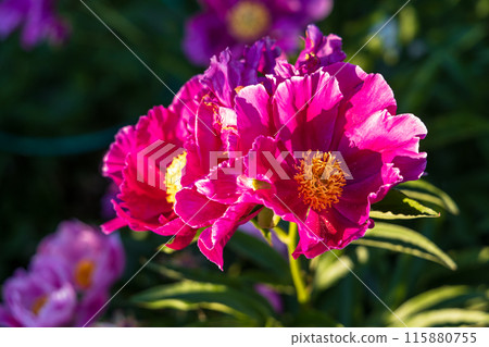 Dark pink peony flower opening its petals in the sunlight 115880755