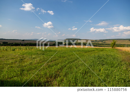 Fresh Hay bales in agriculture stubble field under fluffy blue sky Fresh Hay bales in agriculture stubble field under fluffy blue sky 115880756